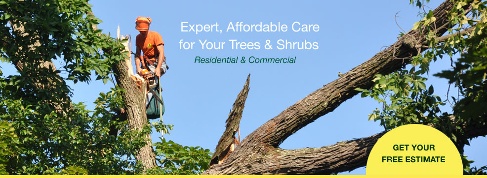 north hill tree experts, baltimore tree removal