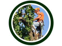 north hill tree experts